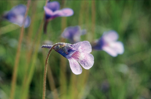 Grassette commune, Grassette vulgaire © Bernard Nicollet - Parc national des Ecrins