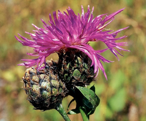 Centaurée scabieuse © Bernard Nicollet - Parc national des Ecrins