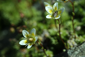 Saxifrage d'Auvergne © Cédric Dentant - Parc national des Ecrins