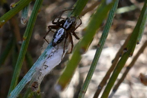 Oxyopes lineatus © Marc Corail - Parc National des Ecrins
