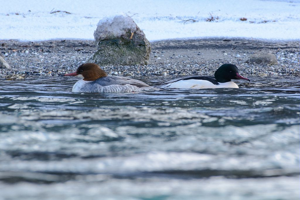 Harle bièvre © Mireille Coulon - Parc national des Ecrins