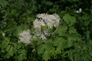 Pigamon à feuilles d'ancolie, Colombine plumeuse © Marie-Geneviève Nicolas - Parc national des Ecrins