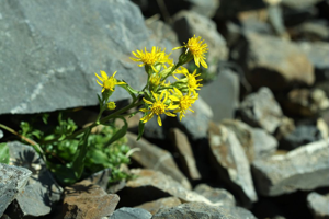 Petite Verge-d'or © Cédric Dentant - Parc national des Ecrins