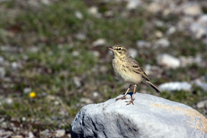Pipit rousseline © Marc Corail - Parc National des Ecrins