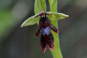 Ophrys mouche © Bernard Nicollet - Parc national des Ecrins
