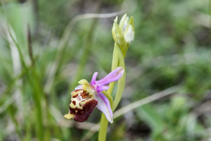 Ophrys bourdon, Ophrys frelon © Mireille Coulon - Parc national des Ecrins