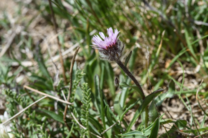 Vergerette à une tête © Mireille Coulon - Parc national des Ecrins