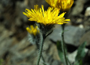 Épervière poilue © Cédric Dentant - Parc national des Ecrins