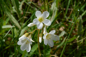 Saxifrage granulé, Herbe à la gravelle © Bernard Nicollet - Parc national des Ecrins