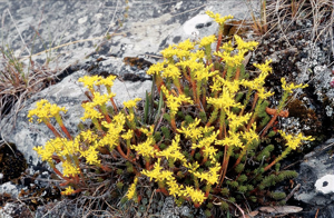 Orpin de Bologne, Orpin doux, Orpin à six angles © Bernard Nicollet - Parc national des Ecrins