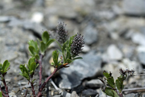 Saule à feuilles de myrte © Cédric Dentant - Parc national des Ecrins