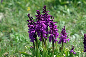 Orchis mâle, Herbe à la couleuvre © Cédric Dentant - Parc national des Ecrins
