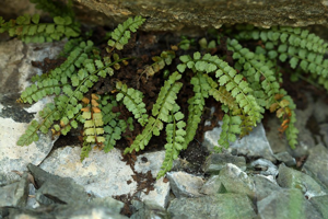 Doradille verte, Asplénium à pétiole vert © Cédric Dentant - Parc national des Ecrins