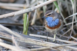 Gorgebleue à miroir © Pascal Saulay - Parc national des Ecrins