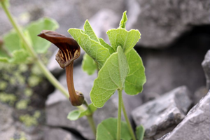 Pistoloche © Cédric Dentant - Parc national des Ecrins