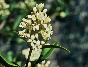 Troëne, Raisin de chien © Bernard Nicollet - Parc national des Ecrins