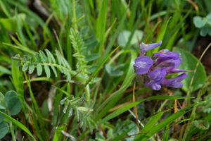 Astragale du Danemark © Mireille Coulon - Parc national des Ecrins
