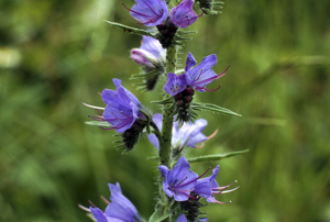 Vipérine commune, Vipérine vulgaire © Marie-Geneviève Nicolas - Parc national des Ecrins