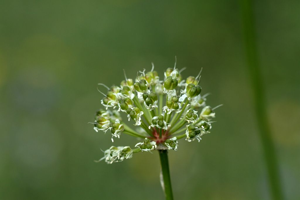 Ail victoriale, Herbe à neuf chemises, Ail de la Sainte-Victoire © Cédric Dentant - Parc national des Ecrins