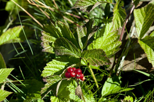 Ronce des rochers © Cédric Dentant - Parc national des Ecrins