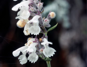 Népeta petit népeta, Népéta à feuilles lancéolées © Bernard Nicollet - Parc national des Ecrins