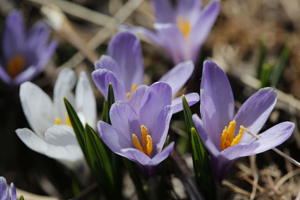 Crocus de printemps, Crocus printanier, Crocus de Naples, Crocus blanc © Thierry Maillet - Parc national des Ecrins