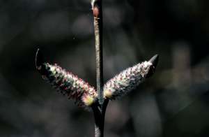 Osier rouge, Osier pourpre - chatons femelles © Bernard Nicollet - Parc national des Ecrins