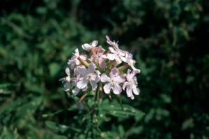 Saponaire officinale, Savonnière, Herbe à savon © Parc national des Ecrins