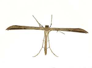 Emmelina monodactyla © Yann Baillet - Flavia pour Parc national des Ecrins
