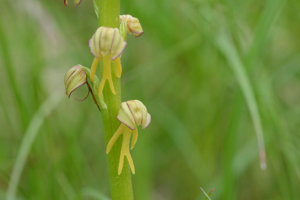 Orchis homme pendu, Acéras homme pendu, Porte-Homme, Pantine, Homme-pendu © Dominique Vincent - Parc national des Ecrins