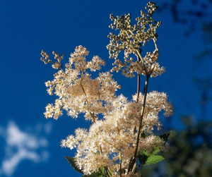 Reine des prés, Spirée Ulmaire © Parc national des Ecrins