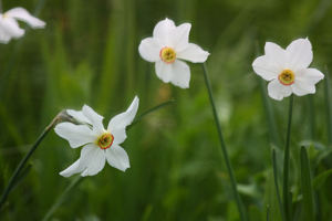 Narcisse des poètes © Marc Corail - Parc National des Ecrins