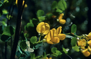 Cytise à feuilles sessiles, Cytisophylle à feuilles sessiles © Bernard Nicollet - Parc national des Ecrins