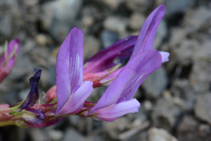 Astragale de Montpellier, Esparcette bâtarde © Bernard Nicollet - Parc national des Ecrins