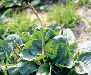Plantain majeur, Gros plantain, Grand plantain © Bernard Nicollet - Parc national des Ecrins