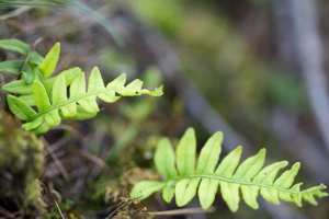 Réglisse des bois, Polypode vulgaire © Thierry Maillet - Parc national des Ecrins