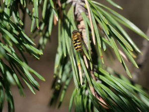 Syrphus torvus © Marie-Geneviève Nicolas - Parc national des Ecrins