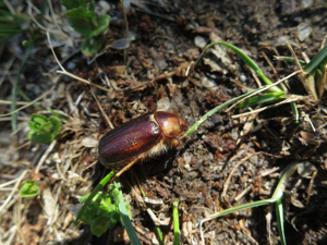 Rhizotrogus aestivus © Nicolas Bertrand - Parc national des Ecrins