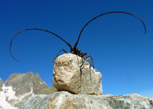 Monochamus sartor (Fabricius, 1787) © Cyril Coursier - Parc national des Ecrins