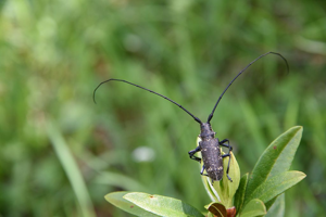 Monochame cordonnier © Mireille Coulon - Parc national des Ecrins