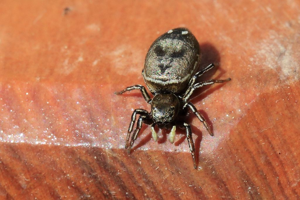 Heliophanus aeneus © Marc Corail - Parc national des Ecrins