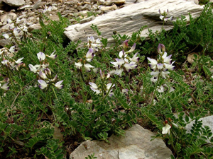 Astragale des Alpes © Bernard Nicollet - Parc national des Ecrins