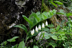 Sceau de salomon odorant, Polygonate officinal © Bernard Nicollet - Parc national des Ecrins