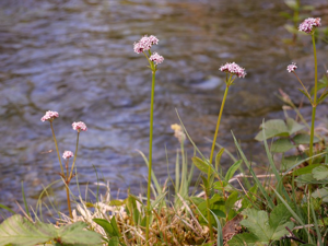 Valériane dioïque © Marie-Geneviève Nicolas - Parc national des Ecrins