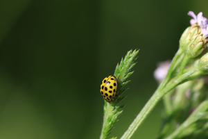 Coccinelle à 22 points © Damien Combrisson - Parc national des Ecrins