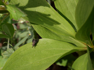 Platystoma seminationis © Marie-Geneviève Nicolas - Parc national des Ecrins