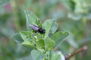 Bibion, Mouche de la Saint Marc © Bernard Nicollet - Parc national des Ecrins