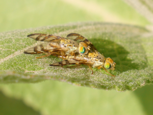 Chaetorellia jaceae (Robineau-Desvoidy, 1830) - accouplement © Marie-Geneviève Nicolas - Parc national des Ecrins