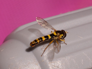 Sphaerophoria scripta (Linnaeus, 1758) © Marie-Geneviève Nicolas - Pärc national des Ecrins