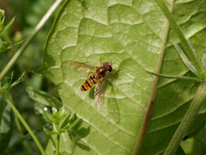 Episyrphus balteatus (De Geer, 1776) © Marie-Geneviève Nicolas - Parc national des Ecrins